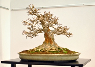 acer buergerianum bonsai a bonsai es suiseki mustra bonsai es suiseki kiallitasan erden